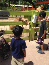 Petting zoo